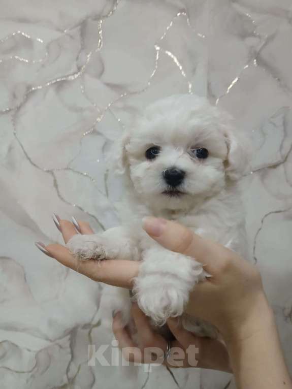 Собаки в Прокопьевске: Пушистые хвостики  Мальчик, 25 000 руб. - фото 3