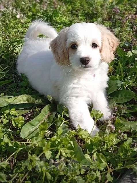 Собаки в Анапе: Щенок мальчик мальтипу/кокер-спаниель Мальчик, 25 000 руб. - фото 4