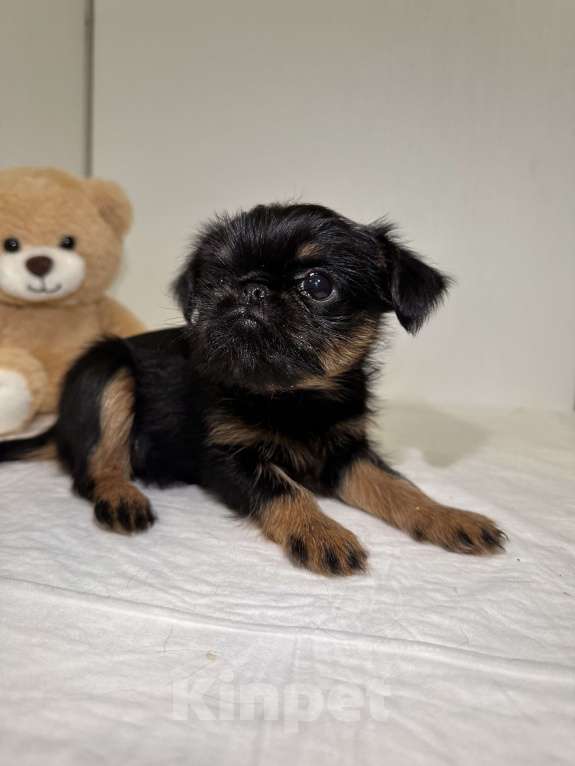 Собаки в Москве: Девочка бельгийский гриффон Девочка, 80 руб. - фото 2