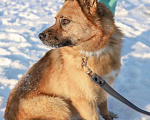 Собаки в Саратове: Очаровательная лисичка Умка, молодая некрупная собачка в добрые руки Девочка, 10 руб. - фото 1
