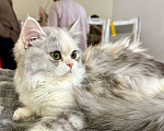 Кошки в Новосибирске: Шотландская прелесть  Девочка, 40 000 руб. - фото 8