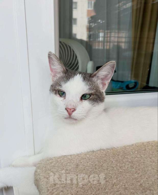 Кошки в Москве: Любопытный котик Беляш в добрые руки Мальчик, Бесплатно - фото 2