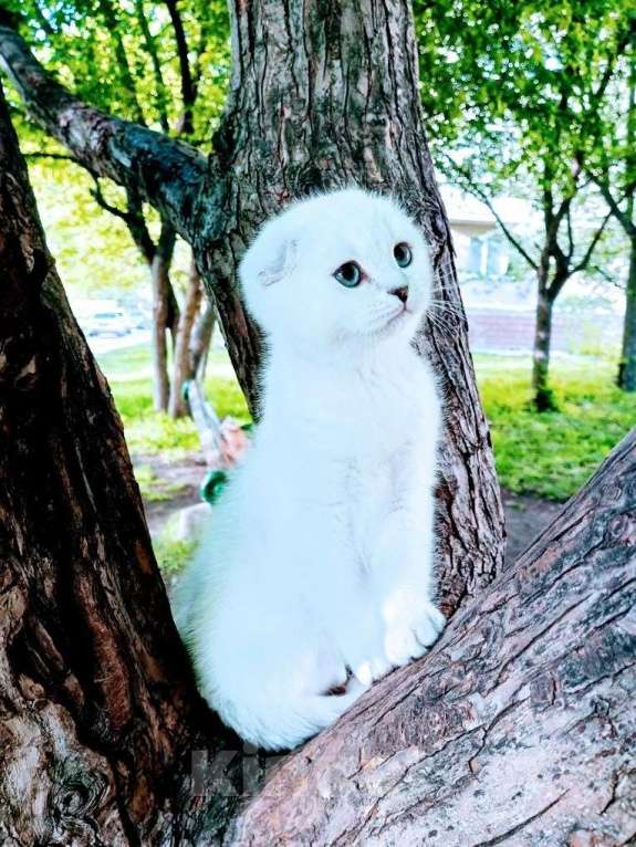Кошки в Миассе: В любимки 💖 Девочка, 45 000 руб. - фото 6