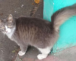 Кошки в Ливны: Пушистая, ласковая красавица ищет дом, Бесплатно - фото 3