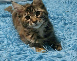 Кошки в Ливны: КОТЯТКИ МЕЙН КУН, 25 000 руб. - фото 3
