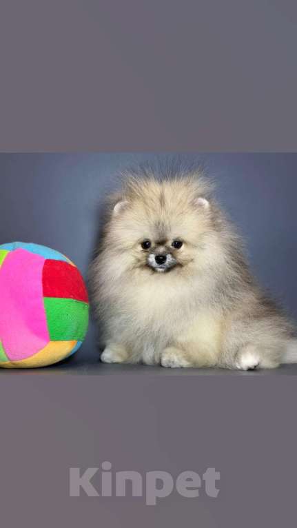 Собаки в Мур: Шпицуля Девочка, 55 000 руб. - фото 3