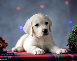 Собаки в Москве: Щенок лабрадора  Мальчик, 80 000 руб. - фото 3