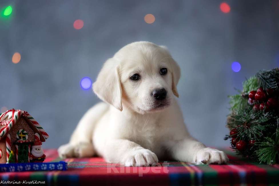 Собаки в Москве: Щенок лабрадора  Мальчик, 80 000 руб. - фото 3