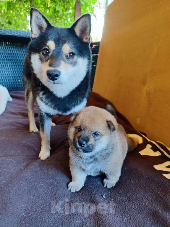 Собаки в Нижнем Тагиле: Сиба ину стоимость  Мальчик, Бесплатно - фото 5