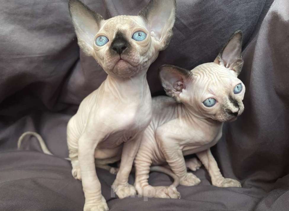 Кошки в Санкт-Петербурге: Канадский сфинкс котенок Девочка, 16 000 руб. - фото 3