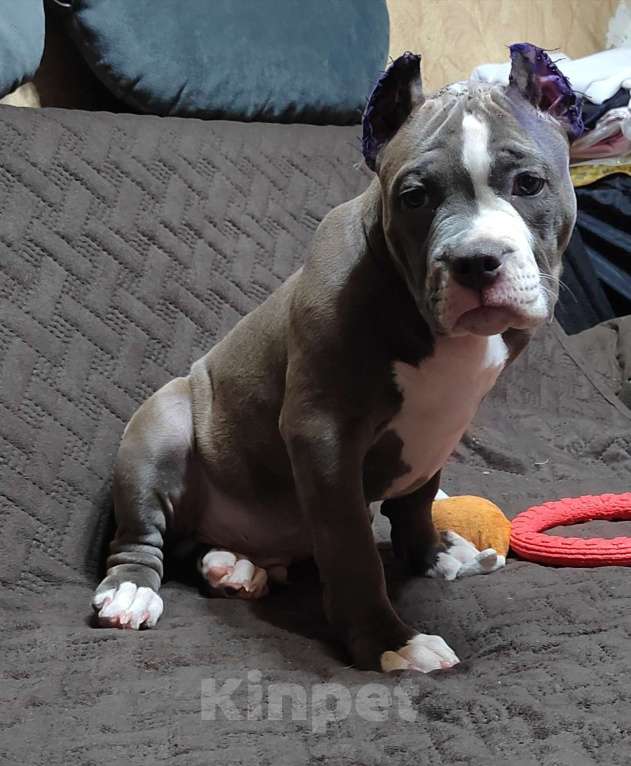 Собаки в Орске: Американский булли покет Разнополые, Бесплатно - фото 2