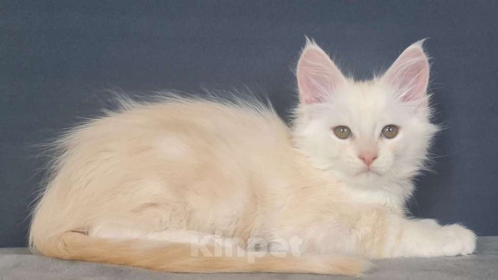 Кошки в других городах Ярославской области: Мейн кун мальчик Мальчик, Бесплатно - фото 2