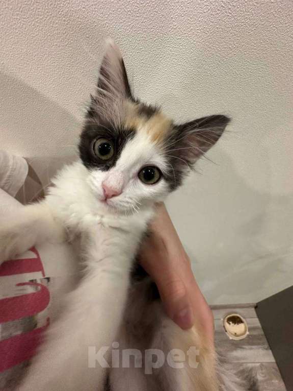 Кошки в Ижевске: котенок (девочка) в добрые руки  Девочка, Бесплатно - фото 2