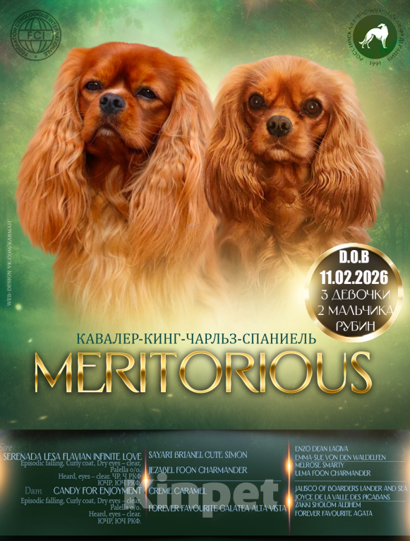 Собаки в Тарусе: Девочка Кавалер Кинг Чарльз спаниель Девочка, 110 000 руб. - фото 5