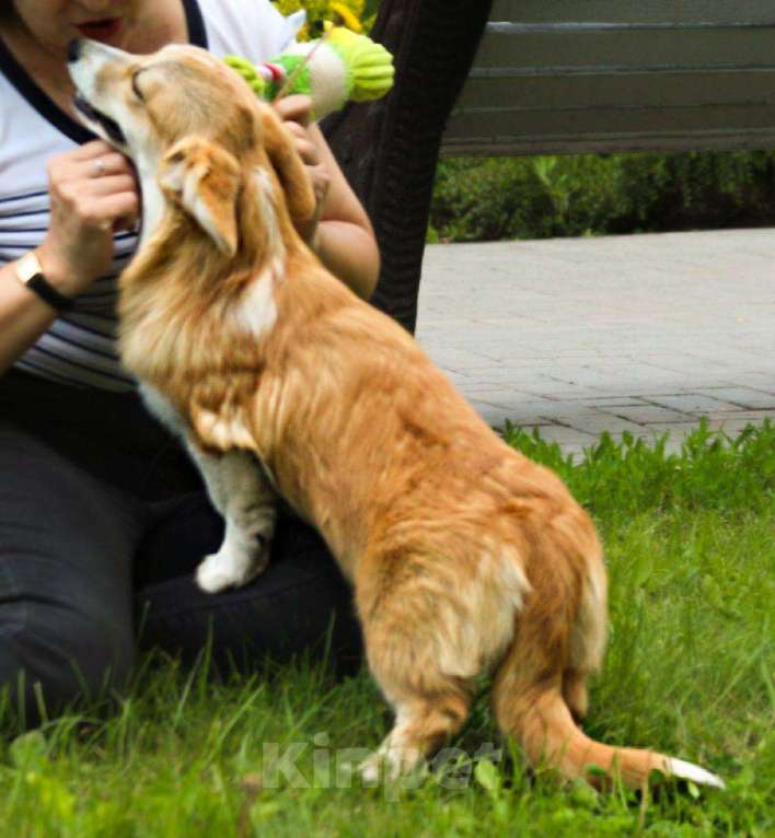 Собаки в Самаре: Корги Этери Эсми Девочка, 50 000 руб. - фото 6