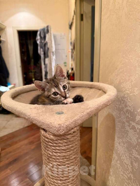 Кошки в Москве: Котёнок 2 месяца в добрые руки Девочка, Бесплатно - фото 4