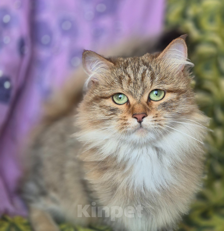Кошки в Москве: Кошечка Сибирячка Девочка, 30 000 руб. - фото 6