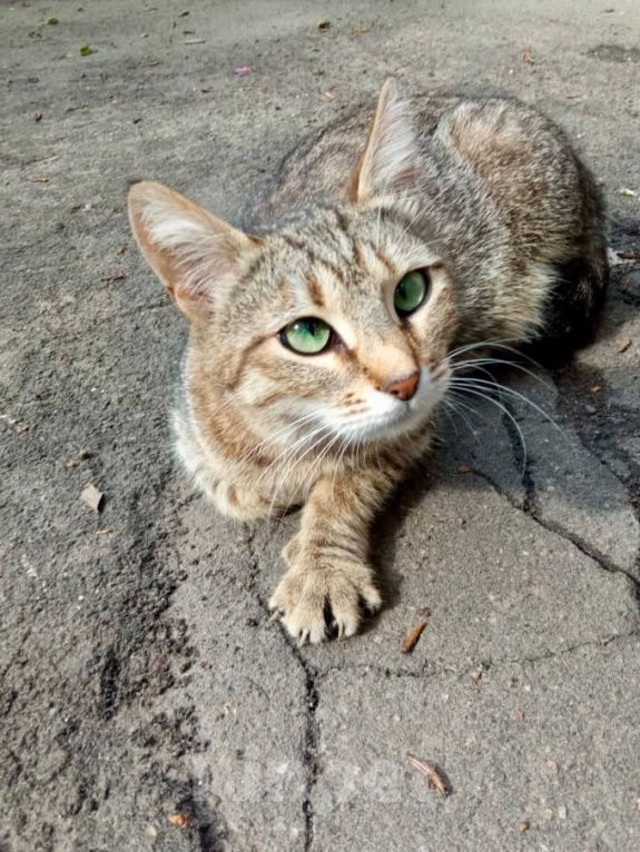 Кошки в Москве: Спасите Маню Девочка, Бесплатно - фото 1