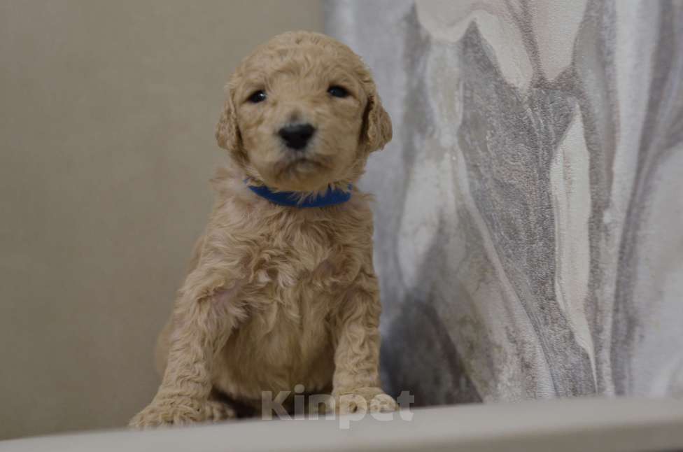 Собаки в Москве: Щенки королевского пуделя Девочка, 65 000 руб. - фото 4