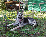 Собаки в Пущино: Овчарка, кобель Мальчик, Бесплатно - фото 2