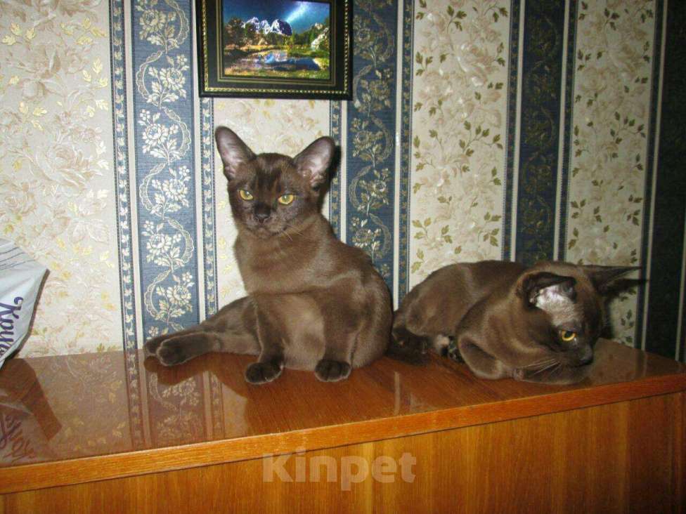 Кошки в Ливны: котята породы Европейская Бурма, 30 000 руб. - фото 1