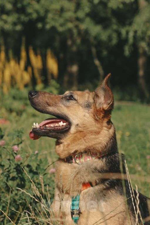 Собаки в Москве: Мия Девочка, Бесплатно - фото 4