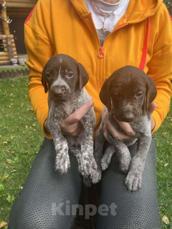Собаки в других городах Московской области: Щенки куцхара Мальчик, 10 000 руб. - фото 3