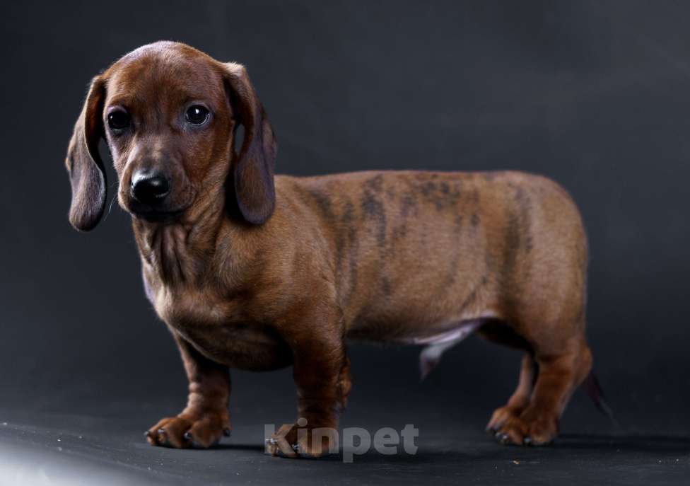 Собаки в Жуковском: Такса миниатюрная гладкошерстная Мальчик, 50 000 руб. - фото 4