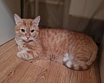Кошки в Москве: Рыжий котик ищет дом Мальчик, Бесплатно - фото 1