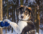 Собаки в Москве: Робби в поисках семьи! Мальчик, Бесплатно - фото 3