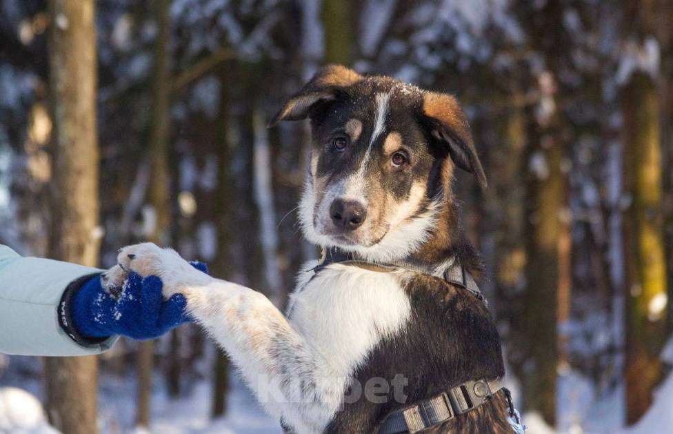 Собаки в Москве: Робби в поисках семьи! Мальчик, Бесплатно - фото 3
