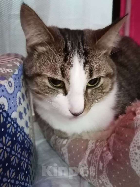 Кошки в Москве: Временное недоразумение а не кот в приюте Мальчик, Бесплатно - фото 4