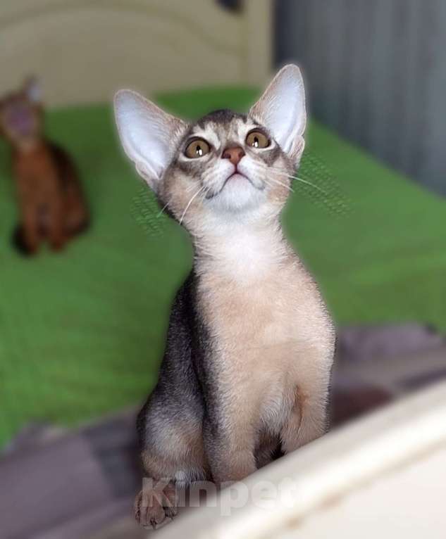 Кошки в Москве: Абиссинская девочка Девочка, 70 000 руб. - фото 3