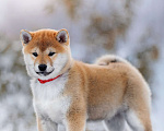 Собаки в Рязани: Сиба-ину девочка Девочка, 60 000 руб. - фото 1