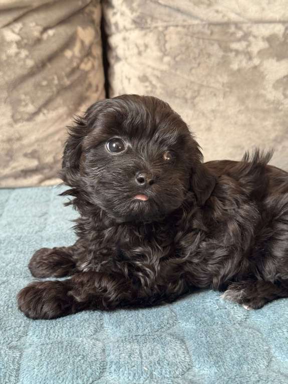 Собаки в Санкт-Петербурге: Мальтипу Девочка, 60 000 руб. - фото 2