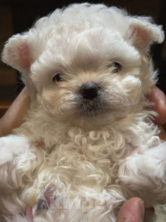 Собаки в Костроме: Китайский Мини Бишон Девочка, 50 000 руб. - фото 6