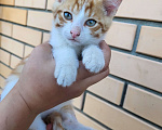 Кошки в Туле: Грей Мальчик, Бесплатно - фото 1