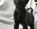 Кошки в Сочи: Очаровательный котик ищет дом! 🐱🐾 Мальчик, Бесплатно - фото 2