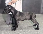 Собаки в Москве: Щенки Кане карсо Мальчик, 60 000 руб. - фото 1