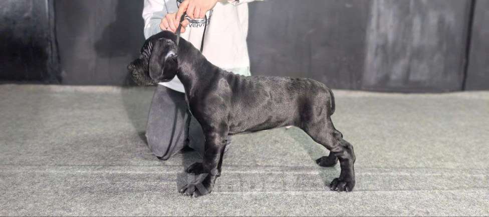 Собаки в Москве: Щенки Кане карсо Мальчик, 60 000 руб. - фото 1