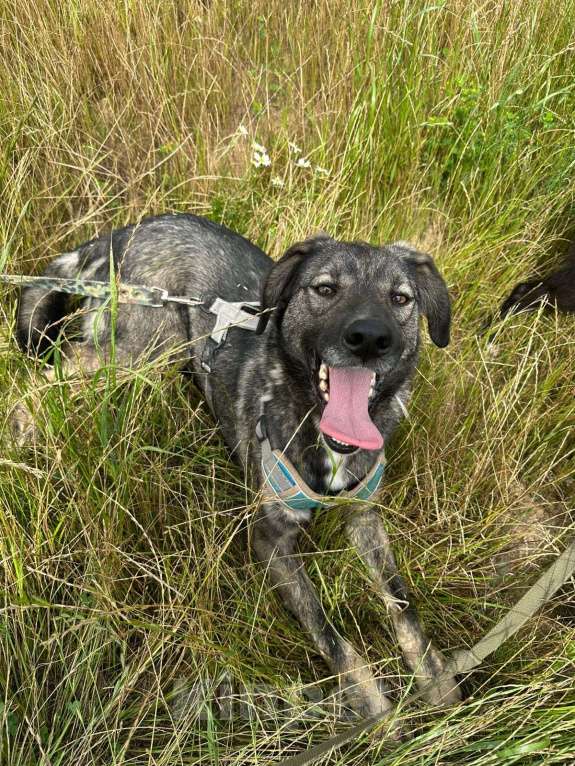 Собаки в Москве: Степа Мальчик, Бесплатно - фото 6