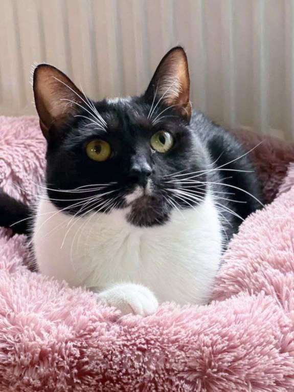 Кошки в Москве: Николь ищет дом Девочка, Бесплатно - фото 1