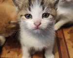 Кошки в Самаре: Котята в добрые руки Разнополые, Бесплатно - фото 2