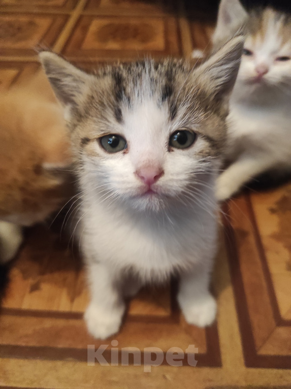 Кошки в Самаре: Котята в добрые руки Разнополые, Бесплатно - фото 2