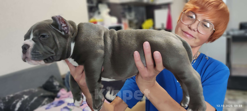 Собаки в Анапе: Щенок американского булли  Мальчик, Бесплатно - фото 2