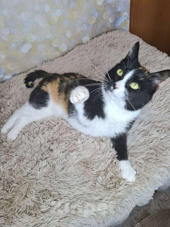 Кошки в Москве: Амалия будет на выставке-пристройстве в Москве Девочка, Бесплатно - фото 2