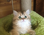 Кошки в Москве: Котик золотая шиншилла Мальчик, 35 000 руб. - фото 2