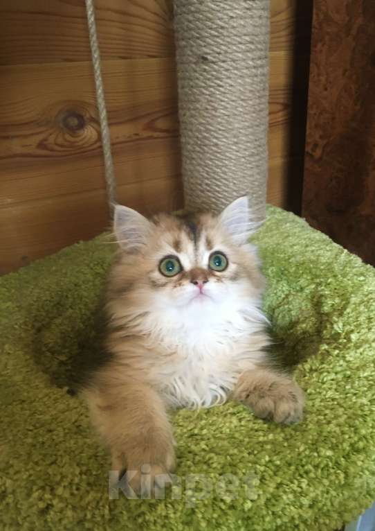 Кошки в Москве: Котик золотая шиншилла Мальчик, 35 000 руб. - фото 2