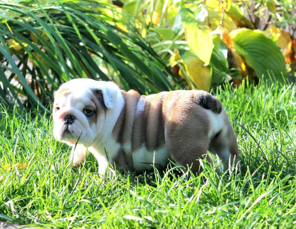 Собаки в Воронеже: Щенок английского бульдога Девочка, Бесплатно - фото 5