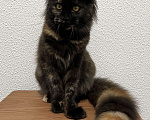 Кошки в Пятигорске: Питомник Affectionate miracle  Девочка, Бесплатно - фото 3